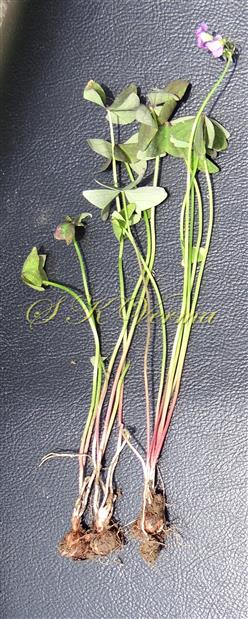  Plants with bulbs
